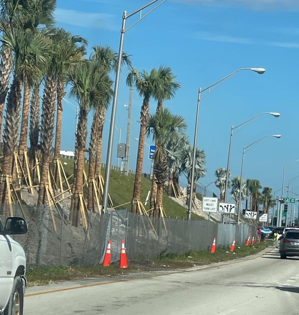 Palm trees off the palmetto and 67th ave